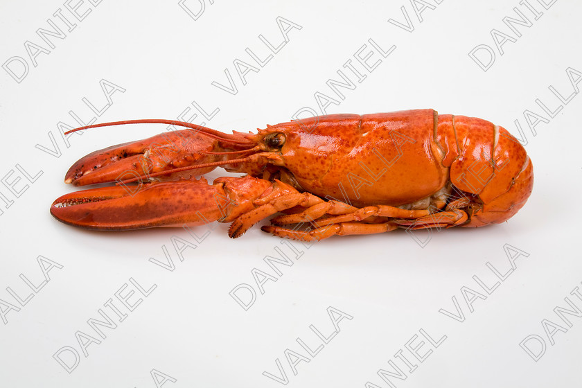 82571 Lobster 
 Coocked red lobster on white background 
 Keywords: Homard seafood crustacean expensive shellfish food protein luxury Lobster Astice Homarus vulgaris claw pinch pince cooking cuisine lobster thermidor recipe recette