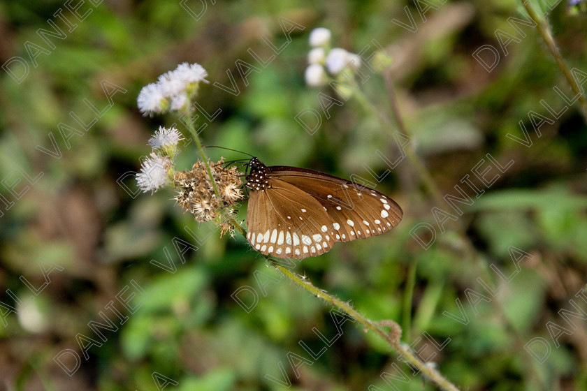 93241 Nepal-Butterfly 
 Butterfly on blue flower 
 Keywords: butterfly flower nectar insect nepal garden brown blue