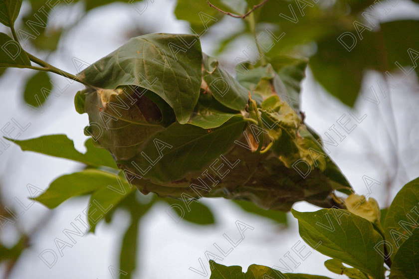 93377 Nepal-Ant nest 
 Ant nest in leaves on tree, Nepal 
 Keywords: Ant nest insect venim nepal forest jungle