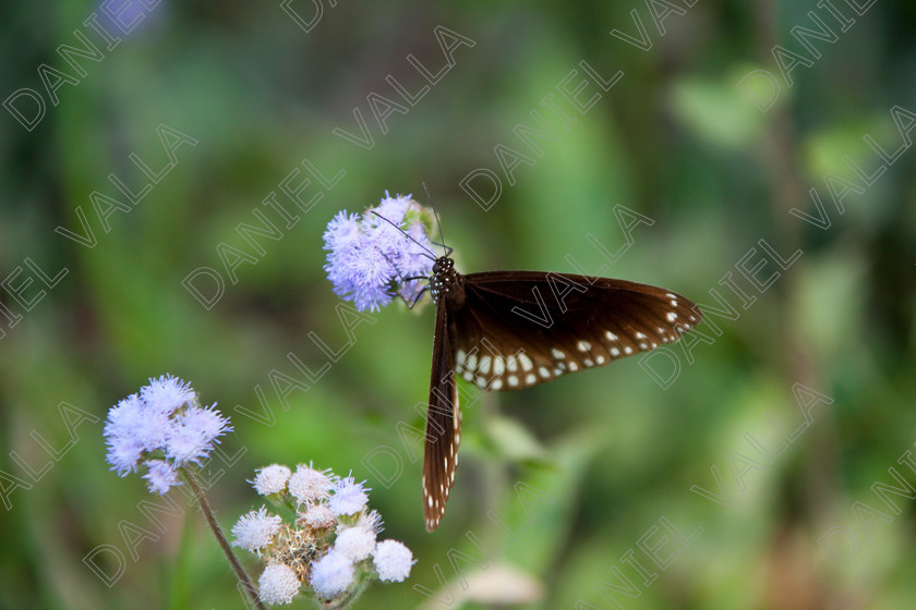 93251 Nepal-Butterfly 
 Butterfly on blue flower 
 Keywords: butterfly flower nectar insect nepal garden brown blue