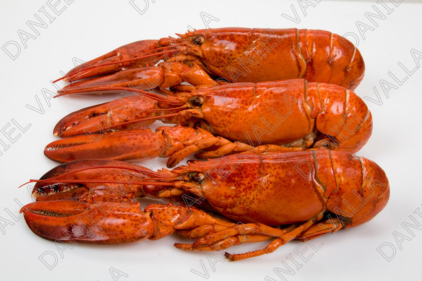 82572 Lobster 
 Coocked red lobster on white background 
 Keywords: Homard seafood crustacean expensive shellfish food protein luxury Lobster Astice Homarus vulgaris claw pinch pince cooking cuisine lobster thermidor recipe recette