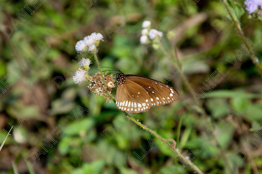 93240 Nepal-Butterfly 
 Butterfly on blue flower 
 Keywords: butterfly flower nectar insect nepal garden brown blue