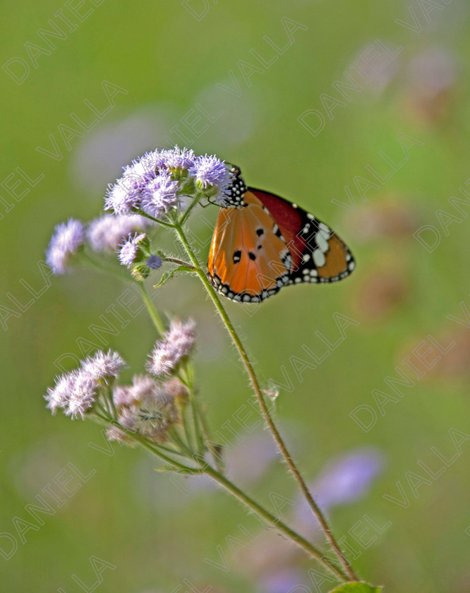 93221 Nepal-Butterfly 
 Female Plain Tiger Butterfly (Danaus chrysippus) feeding on flower 
 Keywords: butterfly tiger flower orange nepal wildlife papillon lepidoptera