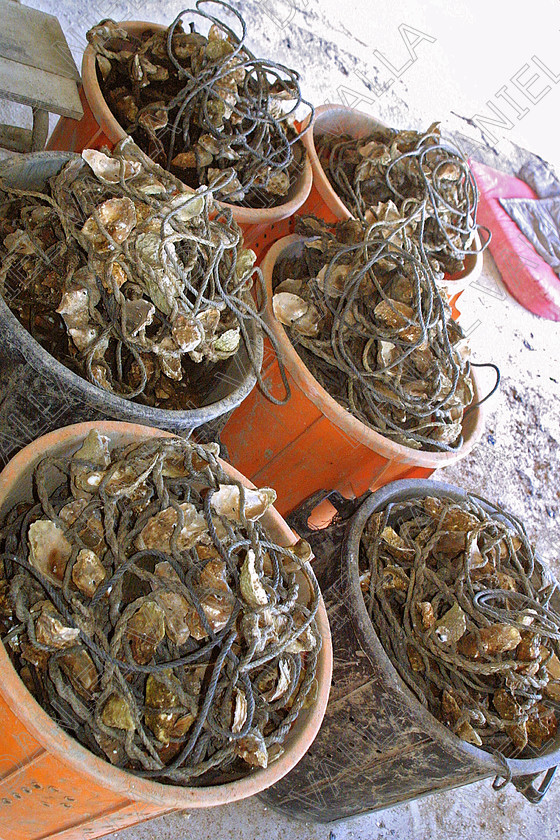 OisterFarm1104 
 Oister Farming Sete France 
 Keywords: Oister ostreiculture farming sea mussels moules mediterranee sea food fish