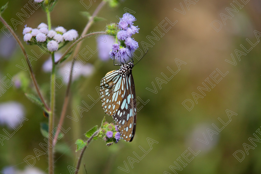 93247 Nepal-Butterfly 
 Butterfly on blue flower 
 Keywords: butterfly flower nectar insect nepal garden brown blue