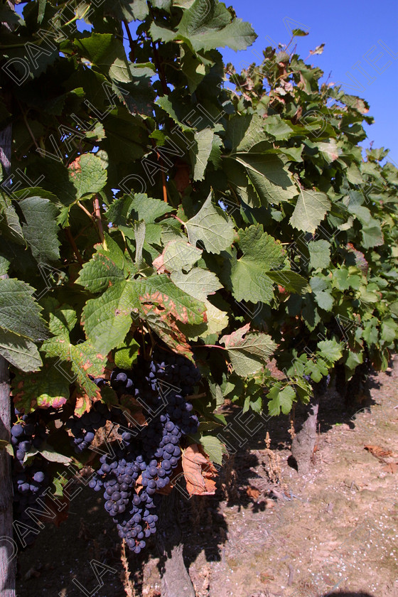 StEmilion vines09773 
 St Emilion Vinyard with ripe Grapes 
 Keywords: wine grape ripe red [saint Emilion], France claret merlot