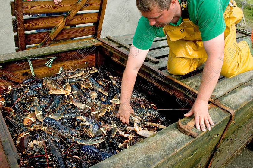 53552 Lobsters 
 Lobsters 
 Keywords: lobster seafood Porthgain pembrokeshire sea farming crab claws