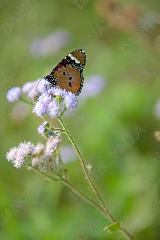 93222 Nepal-Butterfly 
 Female Plain Tiger Butterfly (Danaus chrysippus) feeding on flower 
 Keywords: butterfly tiger flower orange nepal wildlife papillon lepidoptera