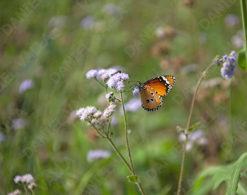 93214 Nepal-Butterfly 
 Female Plain Tiger Butterfly (Danaus chrysippus) feeding on flower 
 Keywords: butterfly tiger flower orange nepal wildlife papillon lepidoptera