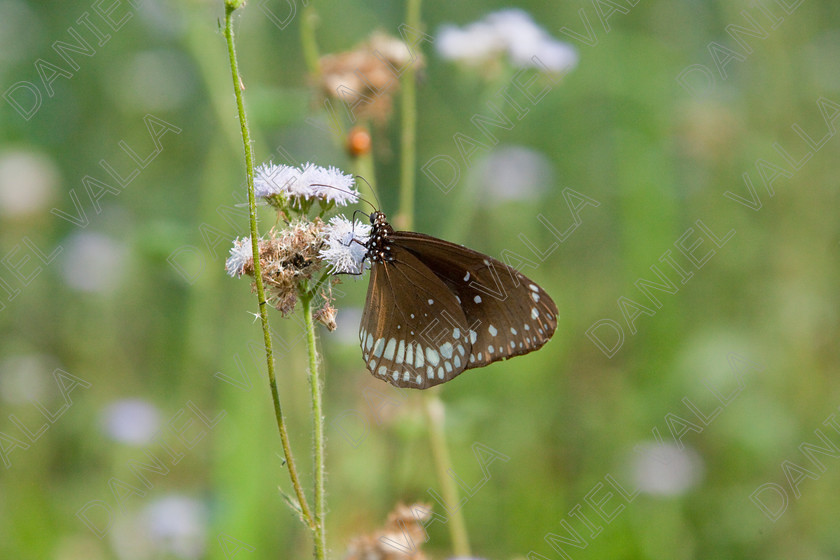 93237 Nepal-Butterfly 
 Butterfly on blue flower 
 Keywords: butterfly flower nectar insect nepal garden brown blue