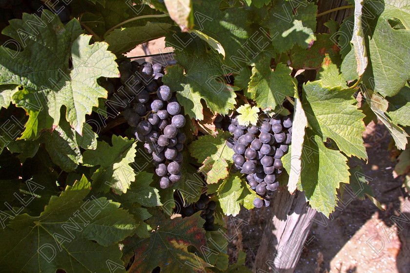 StEmilion vines09774 
 St Emilion Vinyard with ripe Grapes 
 Keywords: wine grape ripe red [saint Emilion], France claret merlot