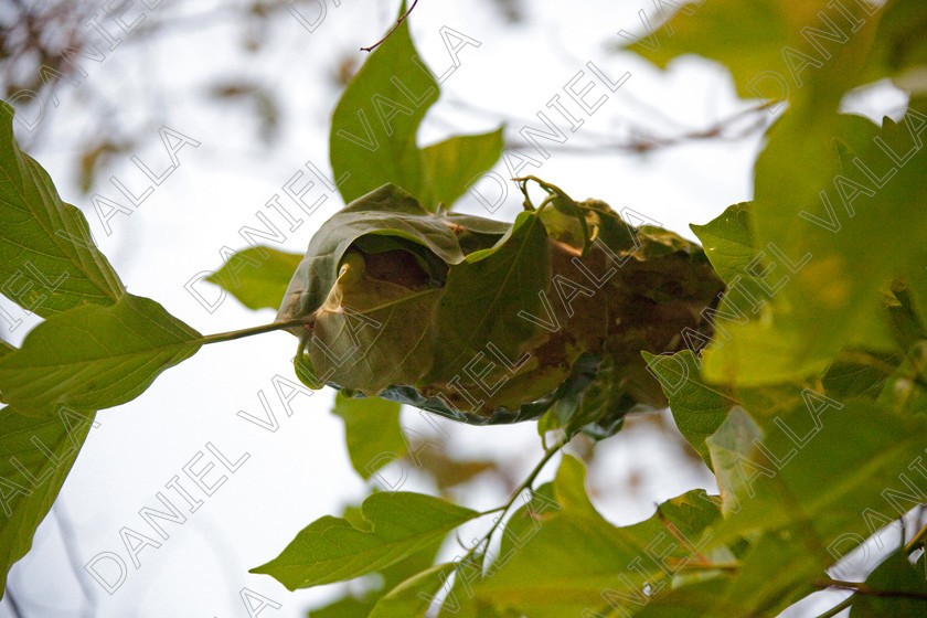 93376 Nepal-Ant nest 
 Ant nest in leaves on tree, Nepal 
 Keywords: Ant nest insect venim nepal forest jungle