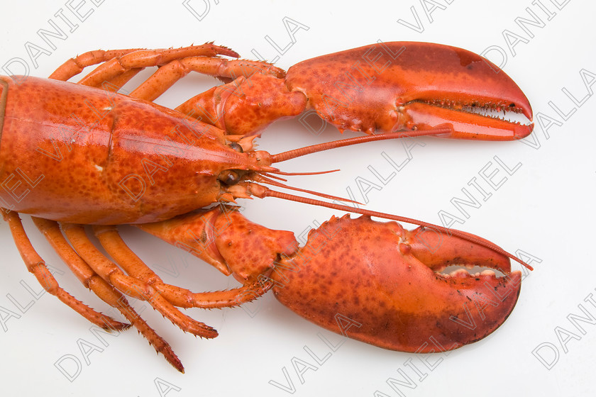 82587 Lobster 
 Coocked red lobster on white background 
 Keywords: Homard seafood crustacean expensive shellfish food protein luxury Lobster Astice Homarus vulgaris claw pinch pince cooking cuisine lobster thermidor recipe recette