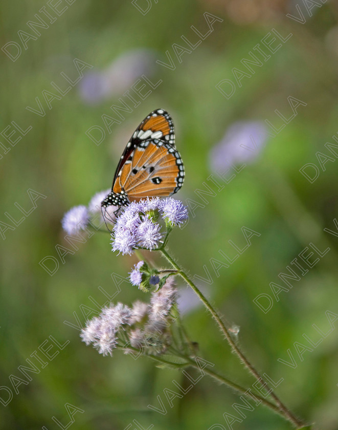 93220 Nepal-Butterfly 
 Female Plain Tiger Butterfly (Danaus chrysippus) feeding on flower 
 Keywords: butterfly tiger flower orange nepal wildlife papillon lepidoptera