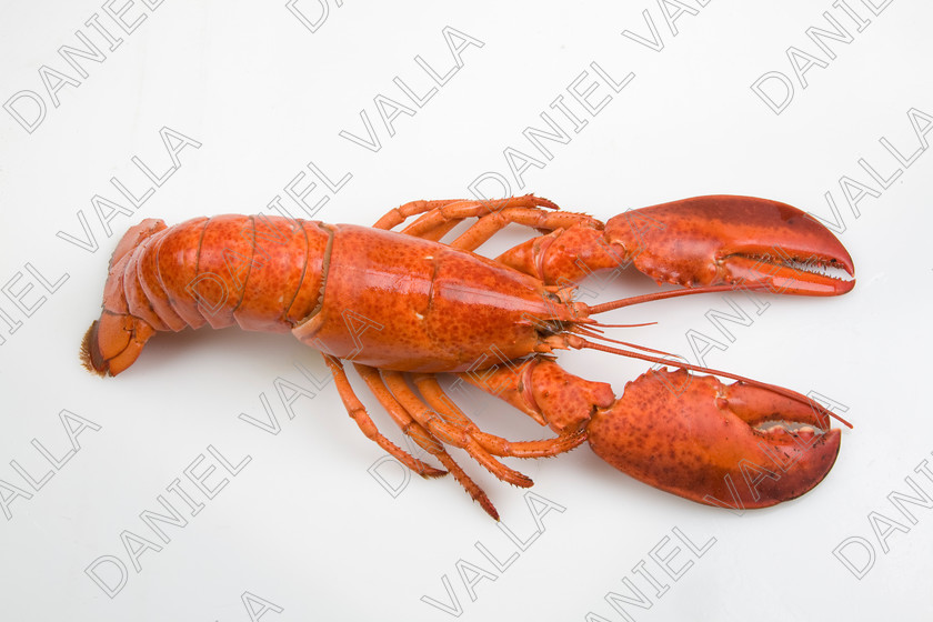 82589 Lobster 
 Coocked red lobster on white background 
 Keywords: Homard seafood crustacean expensive shellfish food protein luxury Lobster Astice Homarus vulgaris claw pinch pince cooking cuisine lobster thermidor recipe recette