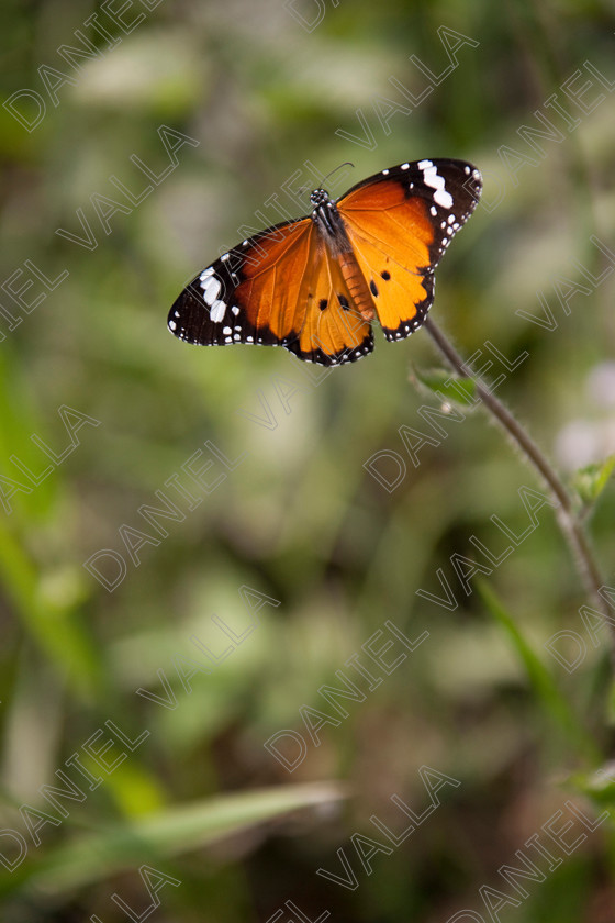 93225 Nepal-Butterfly 
 Female Plain Tiger Butterfly (Danaus chrysippus) feeding on flower 
 Keywords: butterfly tiger flower orange nepal wildlife papillon lepidoptera